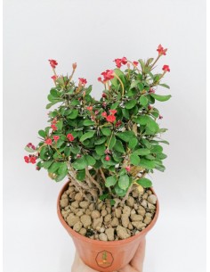 Euphorbia Milii - pot 14 cm