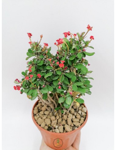 Euphorbia Milii - pot 14 cm