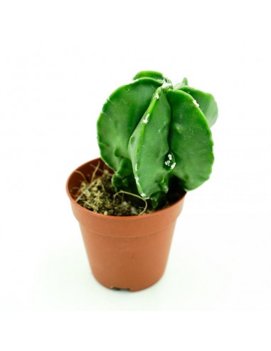 Astrophytium vaso 5,5