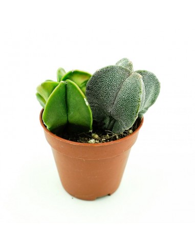 Astrophytium vaso 5,5