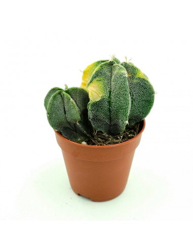 Astrophytium vaso 5,5