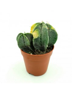 Astrophytium vaso 5,5