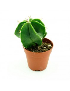 Astrophytium vaso 5,5