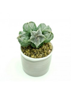 Astrophytium vaso terracotta smaltata 7,5