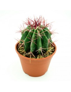 Ferocactus Stanesii vaso 16