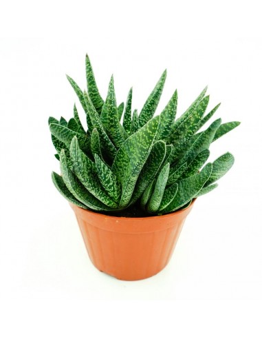 Gasteria Carinata Verrucosa vaso 13