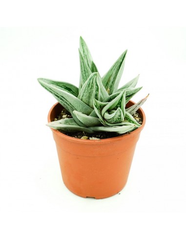 Gasteria CV Green Ice vaso 17