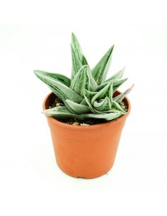 Gasteria CV Green Ice vaso 17