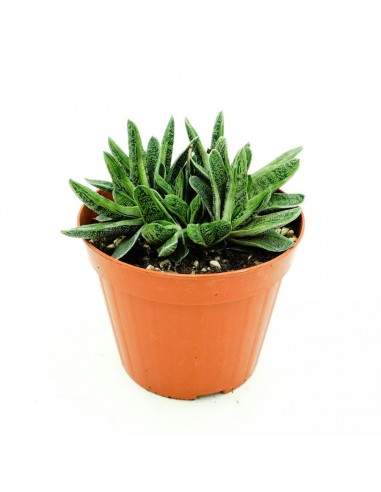 Gasteria Obtusa vaso 13