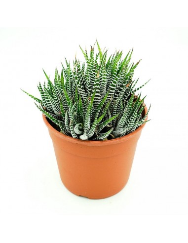 Haworthia Fasciata big bang vaso 17