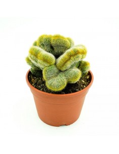 Notocactus Leninghausii Crestato vaso 16
