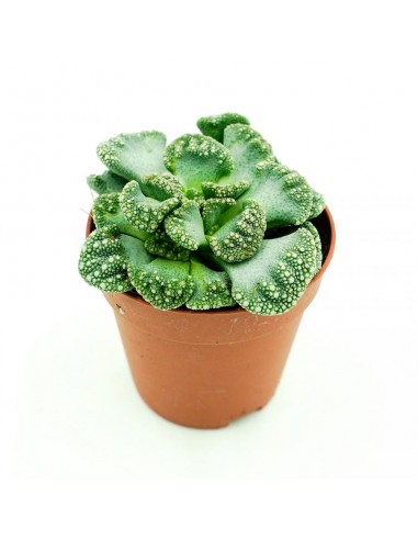 Titanopsis Calcarea vaso 5,5