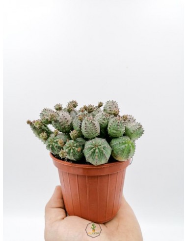 Euphorbia Pseudoglobosa - pot 10