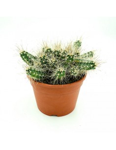 Echinocereus Parkeri