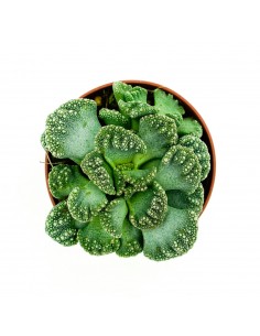 Titanopsis Calcarea vaso 5,5 2