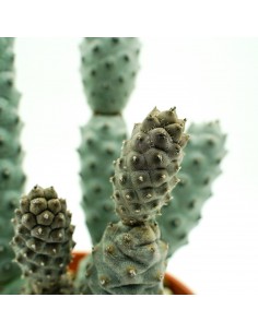 Tephrocactus Articulatus vaso 17 2