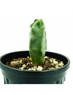 Lophocereus Schottii vaso 18 2