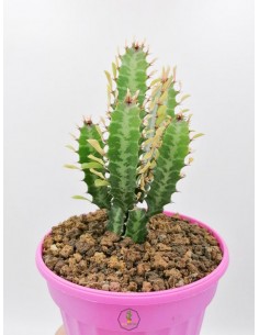 Euphorbia Trigona - pot 14