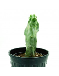 Lophocereus Schotti vaso 18 2