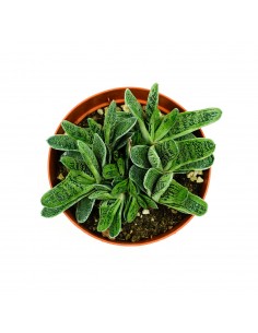 Gasteria Obtusa vaso 13 2