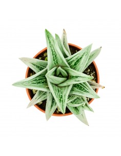 Gasteria CV Green Ice vaso 17 2