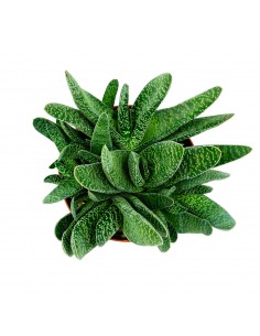 Gasteria Carinata Verrucosa vaso 13 2