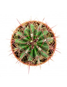 Ferocactus Stanesii vaso 16 2