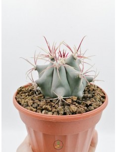 Ferocactus Emoryi - pot 14