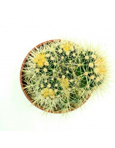 Echinocactus Grusonii vaso 16 2