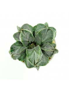 Astrophytium vaso terracotta smaltata 7,5 2