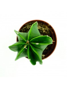 Astrophytium vaso 5,5 2