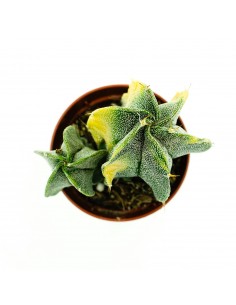 Astrophytium vaso 5,5 2