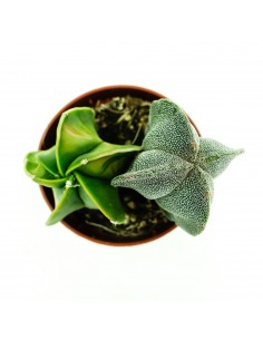 Astrophytium vaso 5,5 2