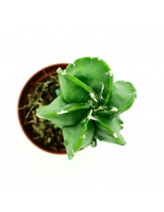 Astrophytium vaso 5,5 2