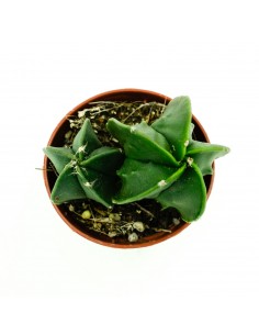 Astrophytium vaso 5,5 2