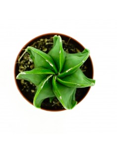 Astrophytium vaso 5,5 2