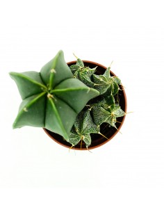 Astrophytium vaso 5,5 2