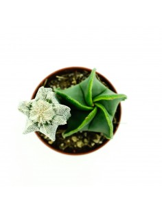 Astrophytium vaso 5,5 2