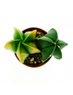 Astrophytium vaso 5,5 2