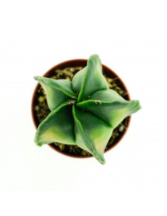 Astrophytium vaso 5,5 2