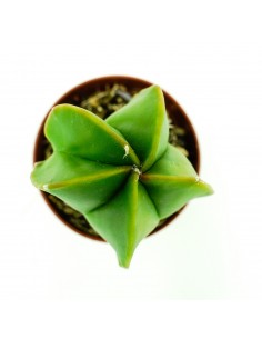 Astrophytium vaso 5,5 2