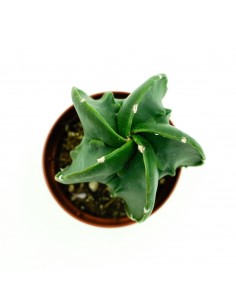 Astrophytium vaso 5,5 2