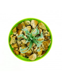 Albuca Concordiana vaso 10 2