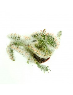 Opuntia vestita f.... 2