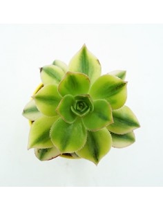 Aeonium FLORESENS vaso 5,5