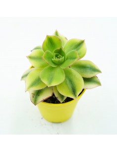 Aeonium FLORESENS vaso 5,5 2
