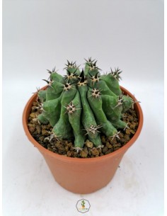 Ferocactus Horridus f. Brevispinus