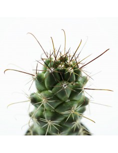 Cochemiea Poselgeri Vaso 6,5 2