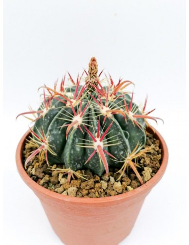 Ferocactus Horridus f. brevispunus - pot 16