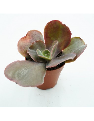Echeveria Ondulata Var. Gigante Vaso 5,5